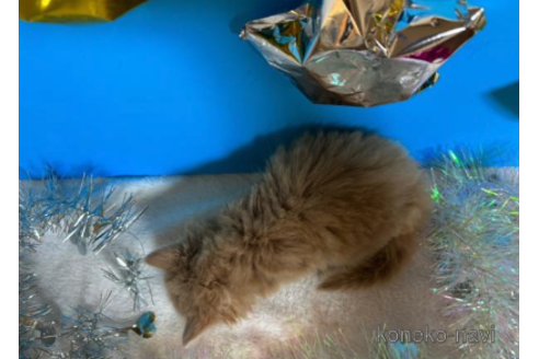 成約済の大阪府のスコティッシュフォールド-68361の3枚目